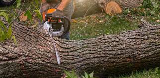 How Our Tree Care Process Works  in  Avon Lake, OH